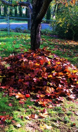 leaf-pile-2